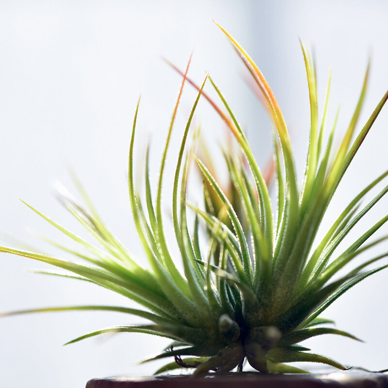 植趣 空氣鳳梨福果精靈