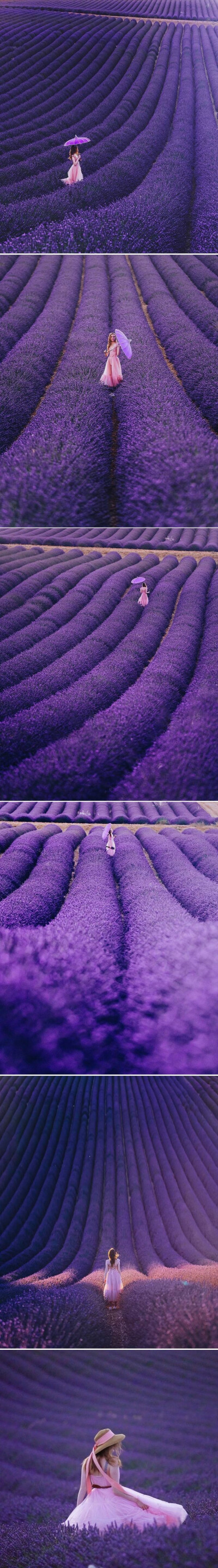 紫色的海洋 Provence, France, Valensole 摄影Kristina Makeeva