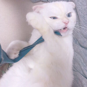 Daisy妤故の猫 小奶猫 可爱 猫星人
