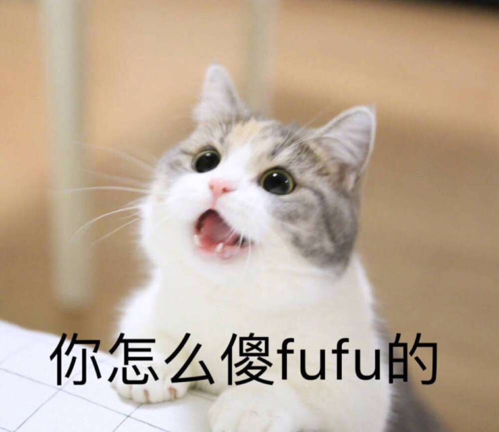 萌宠猫猫表情
