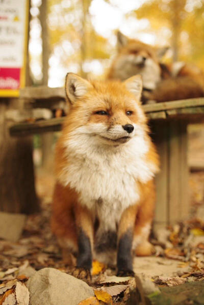 fox