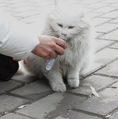 北海公园的流浪猫