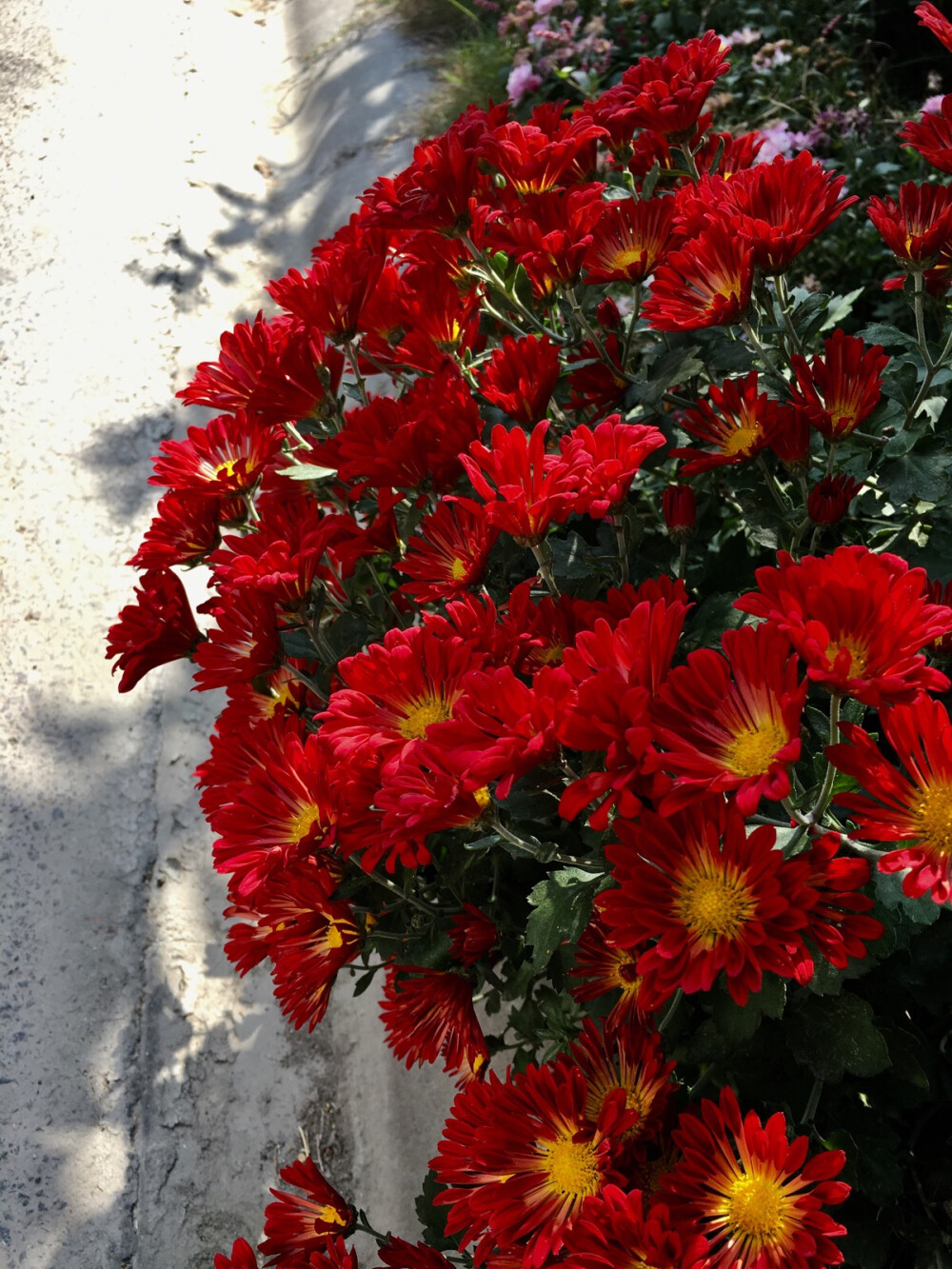 红色风车菊