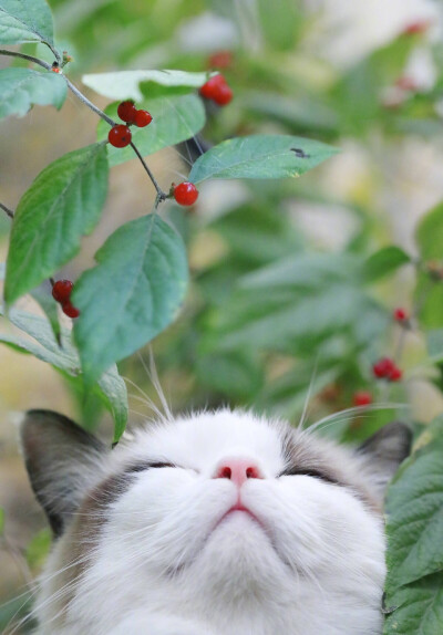 猫猫