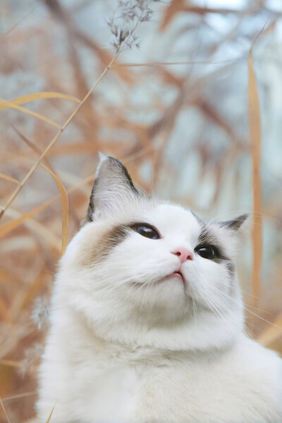 猫猫