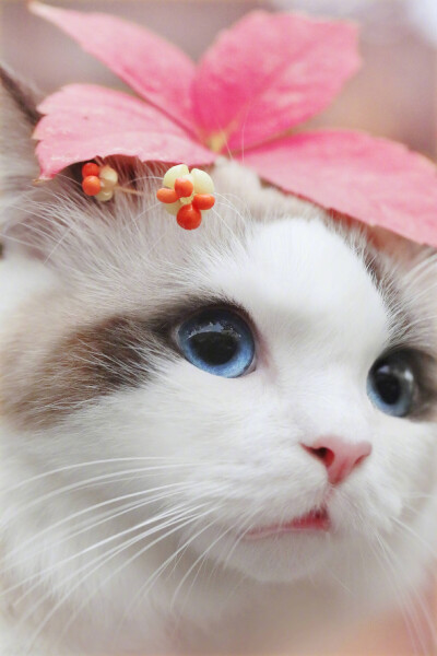 猫猫