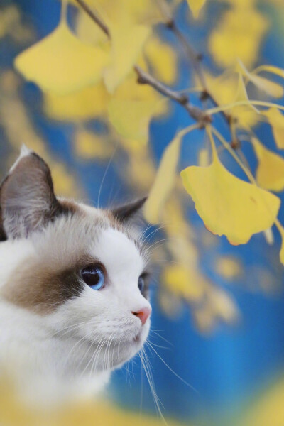 猫猫