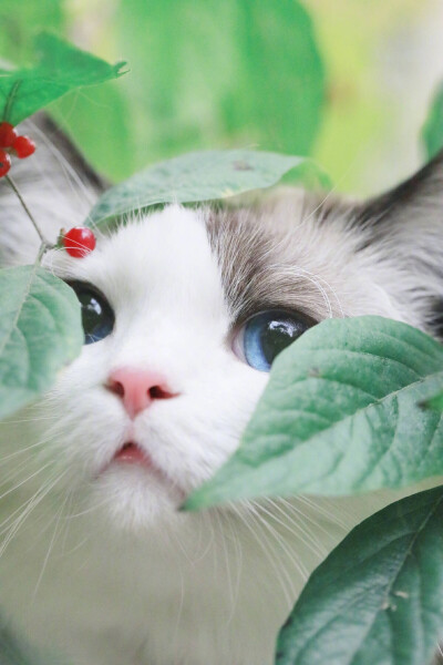 猫猫