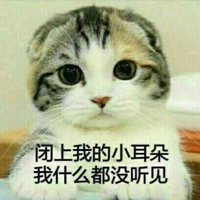 猫猫 没听见