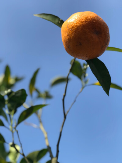 橘子天空