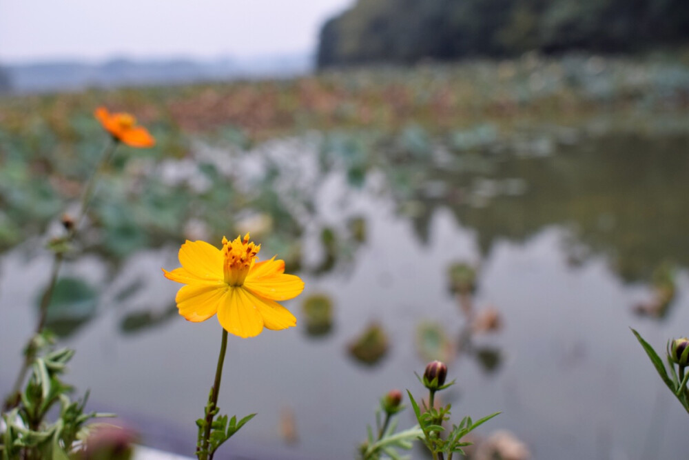 写花