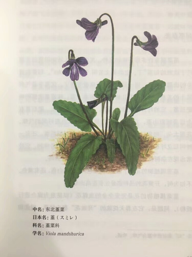 《四季有花》堇菜