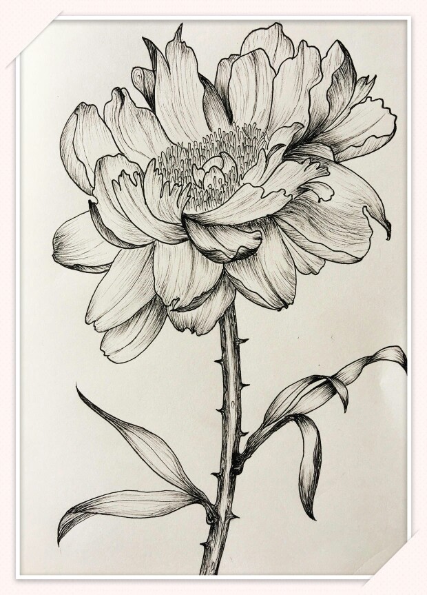 古风素描铅笔画 花朵图片