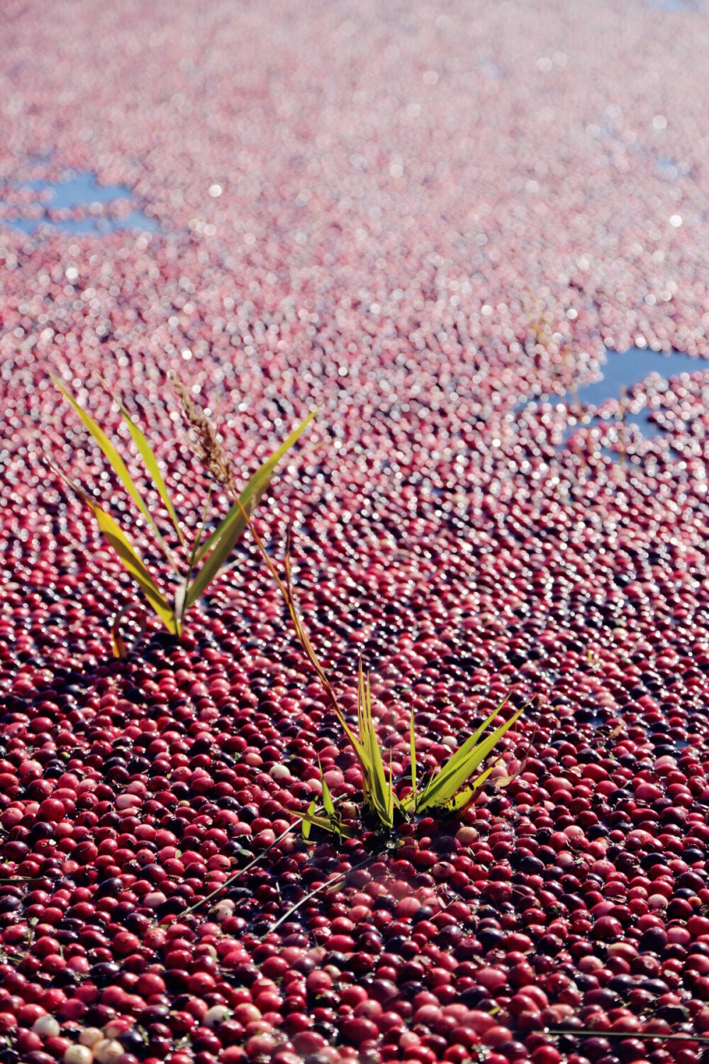 蔓越莓（Cranberry）为常绿矮灌木，红色浆果可做成果汁、果酱等。 收获蔓越莓的场景十分壮观，在收获之前，将水灌入田园，然后用机械水车把藤蔓上的果实敲震下来，红色的浆果便飘浮水面。然后人们用半浸水中的漂浮的长带将浮于水面的浆果围拢在一起，用机械通过管道将蔓越莓浆果从水中吸出，运往工厂加工。