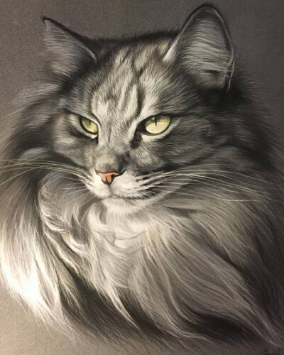 逼真的猫咪手绘 彩铅插画 By 画师Virginie Agniel