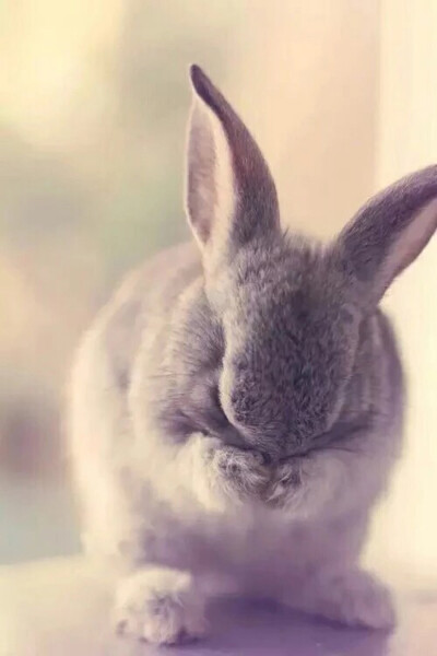 は蛋｜兔兔