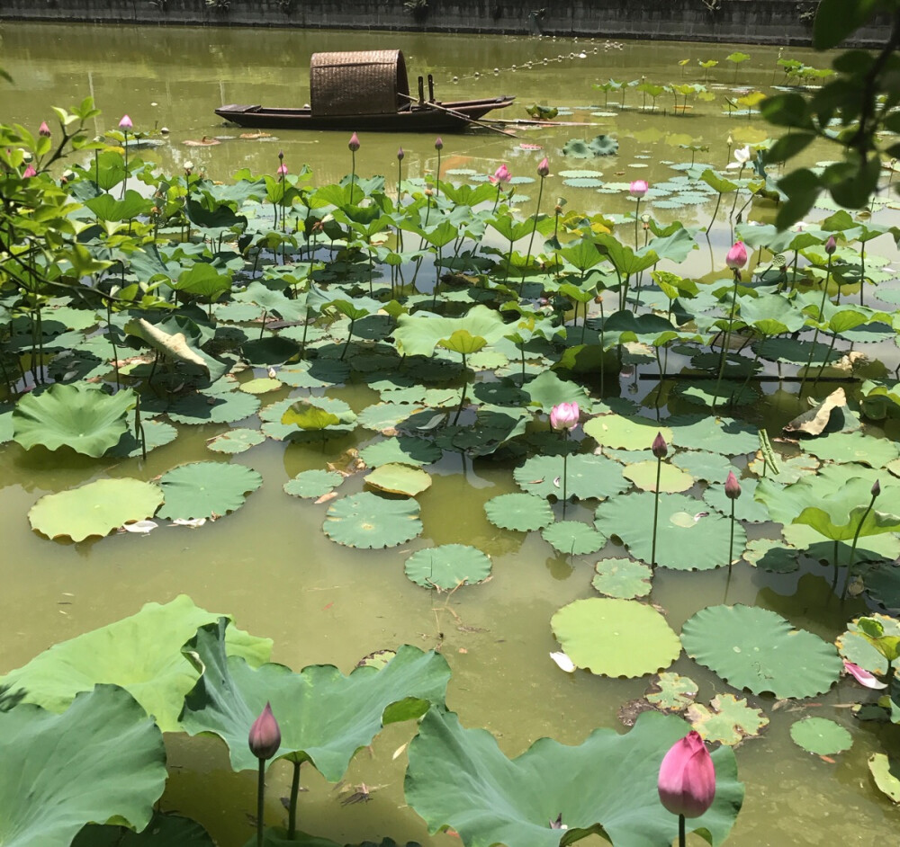 小荷才露尖尖角