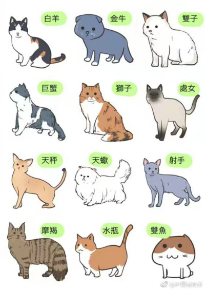 十二星座猫