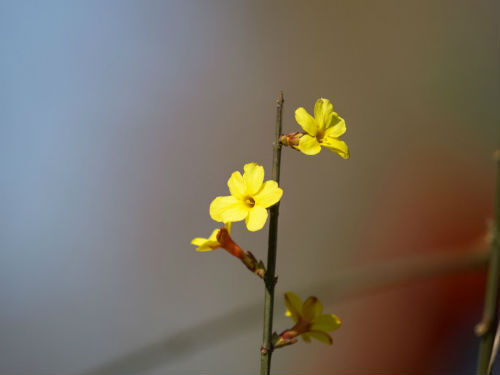 黄色迎春花图片