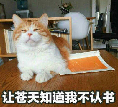 猫日