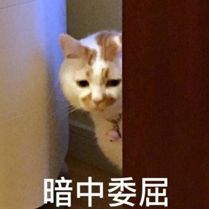 楼楼