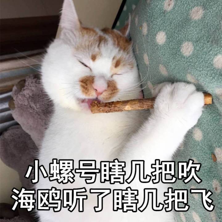 楼楼