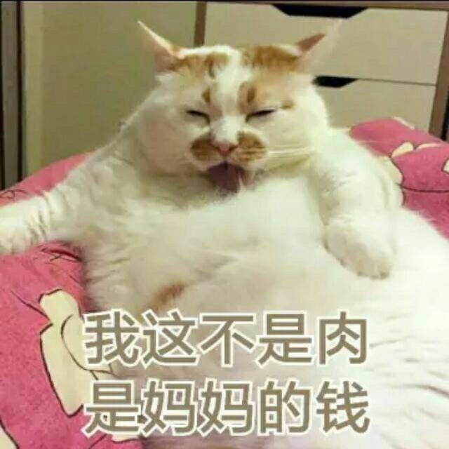 楼楼