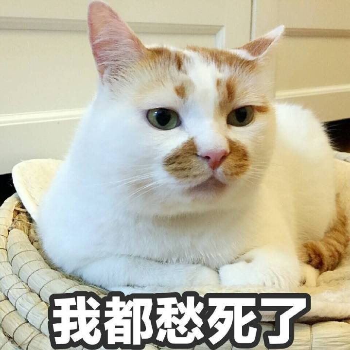 楼楼