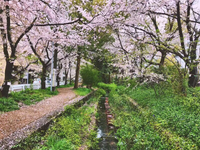 日本的樱花-1