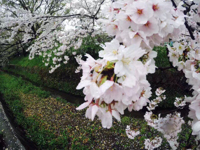 日本的樱花-2