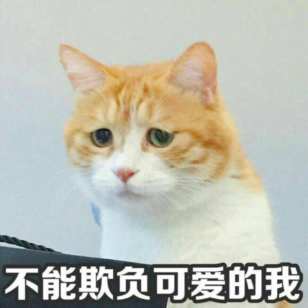 黄猪猪