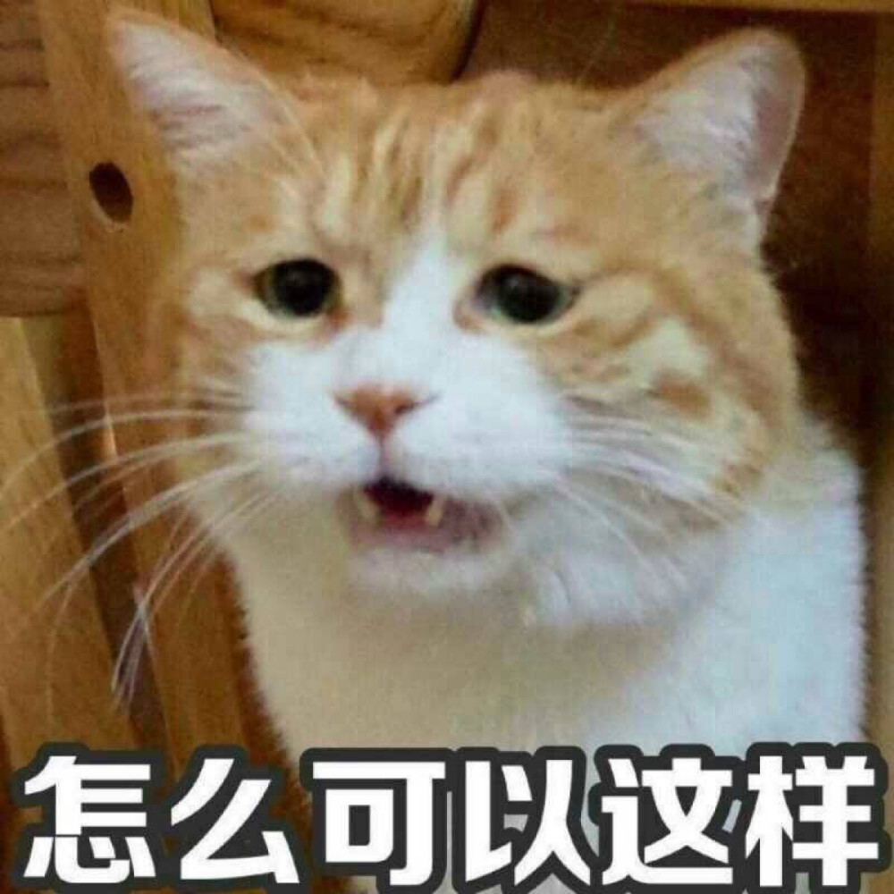 黄猪猪