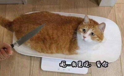 黄猪猪