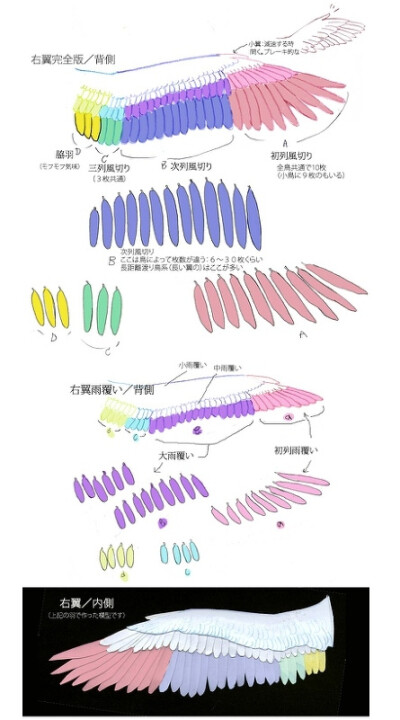 翅膀的讲座，用不同颜色来区分翅膀&形状分类