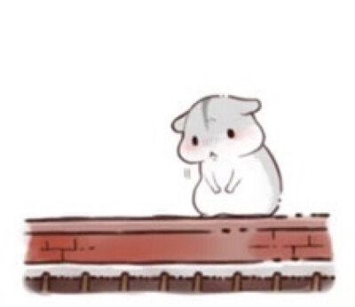 hamham仓鼠萌翻你