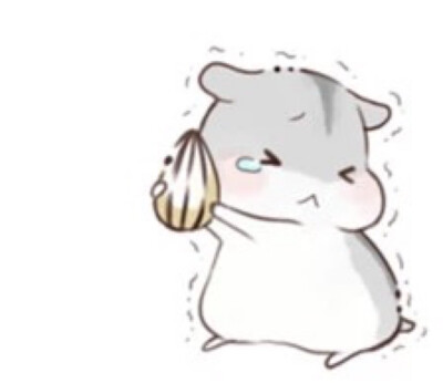 hamham仓鼠萌翻你