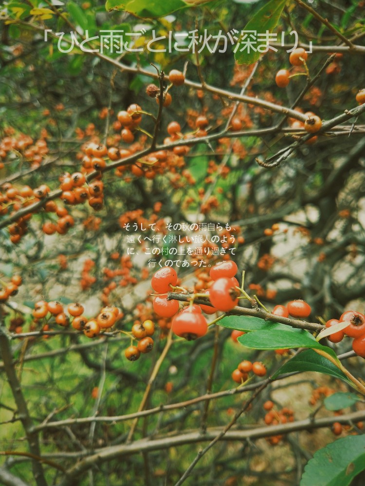 雨