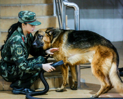 张馨予 奇兵神犬