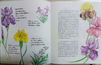 节气手帖(蔓玫的花花朵朵) 蔓玫