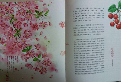 节气手帖(蔓玫的花花朵朵) 蔓玫