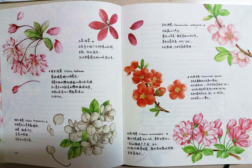 节气手帖(蔓玫的花花朵朵) 蔓玫