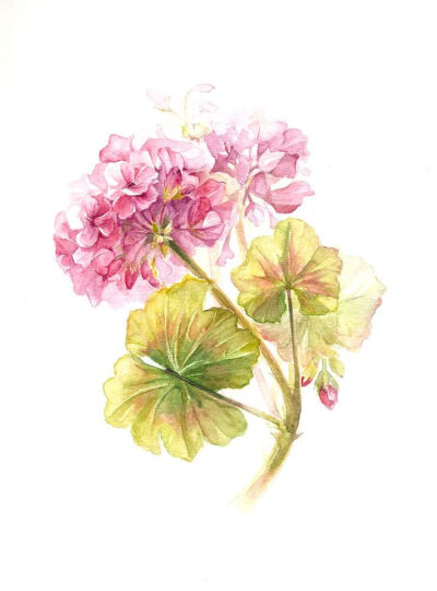 a geranium by ~Ngaladel on deviantART