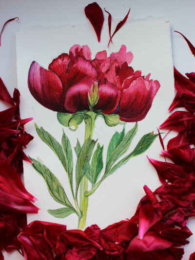 Peony/Botanical illustration Ботаническая иллюстрация