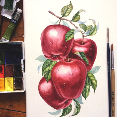 Watercolor Juicy Apples : Hand-drawn watercolor juicy apples illustrations for packaging