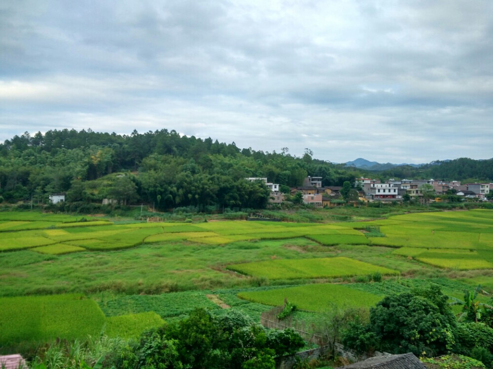 希望的田野