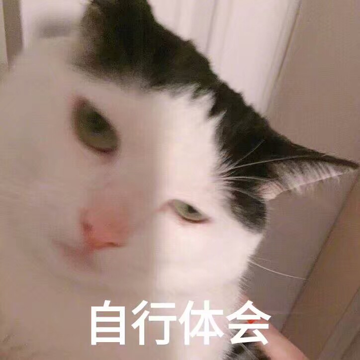 猫の