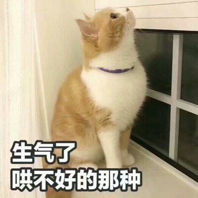 猫の