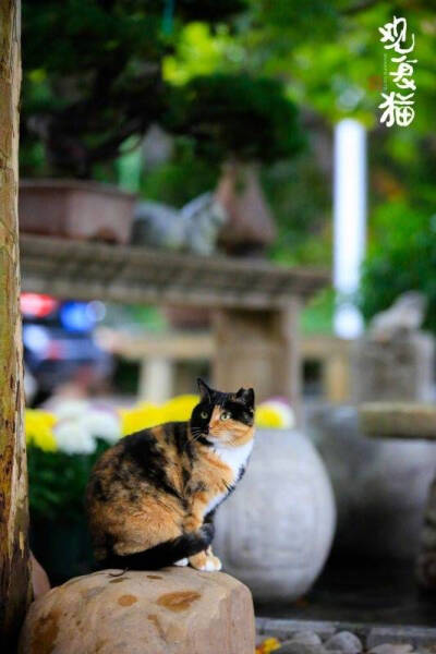 观复猫，收藏自马未都先生微博