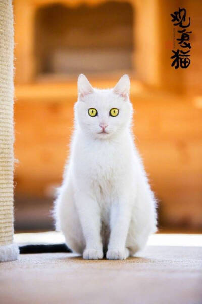 观复猫，收藏自马未都先生微博
