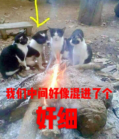 猫狗表情包 “我们中间好像混进了个奸细”